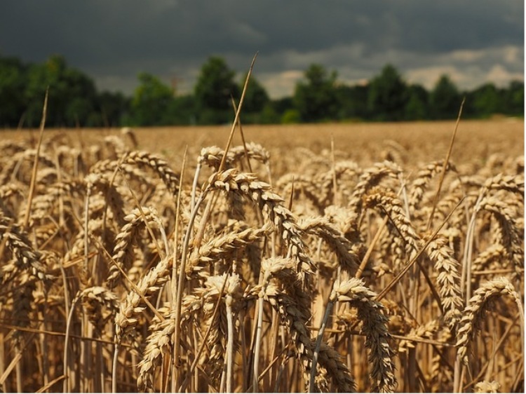 UE  - pszenica stabilna; znakomity eksport zrównoważony poprawą perspektyw zbiorów